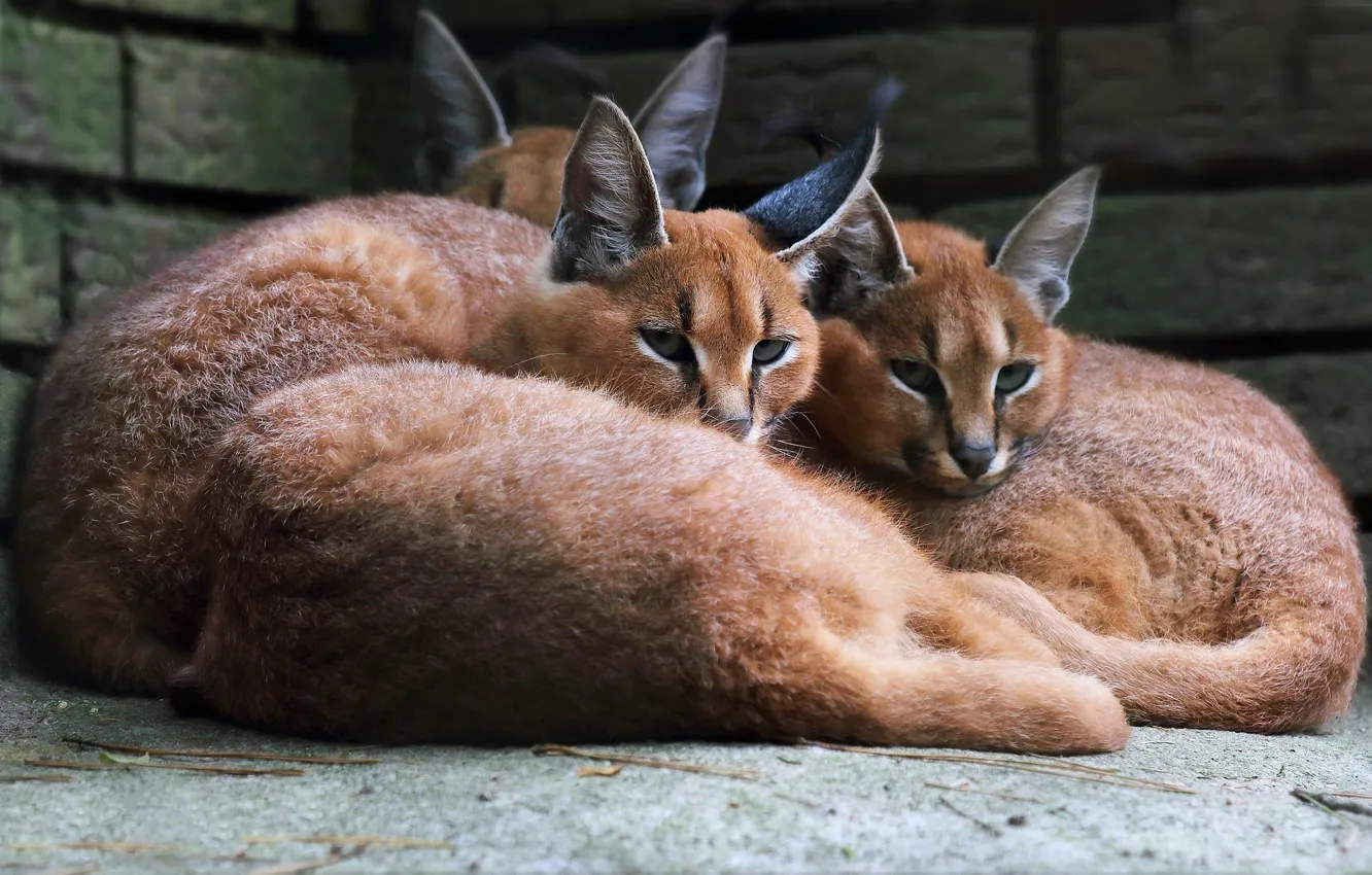 Photo wallpaper look, face, lies, wild cats, lynx, lynx, Caracal