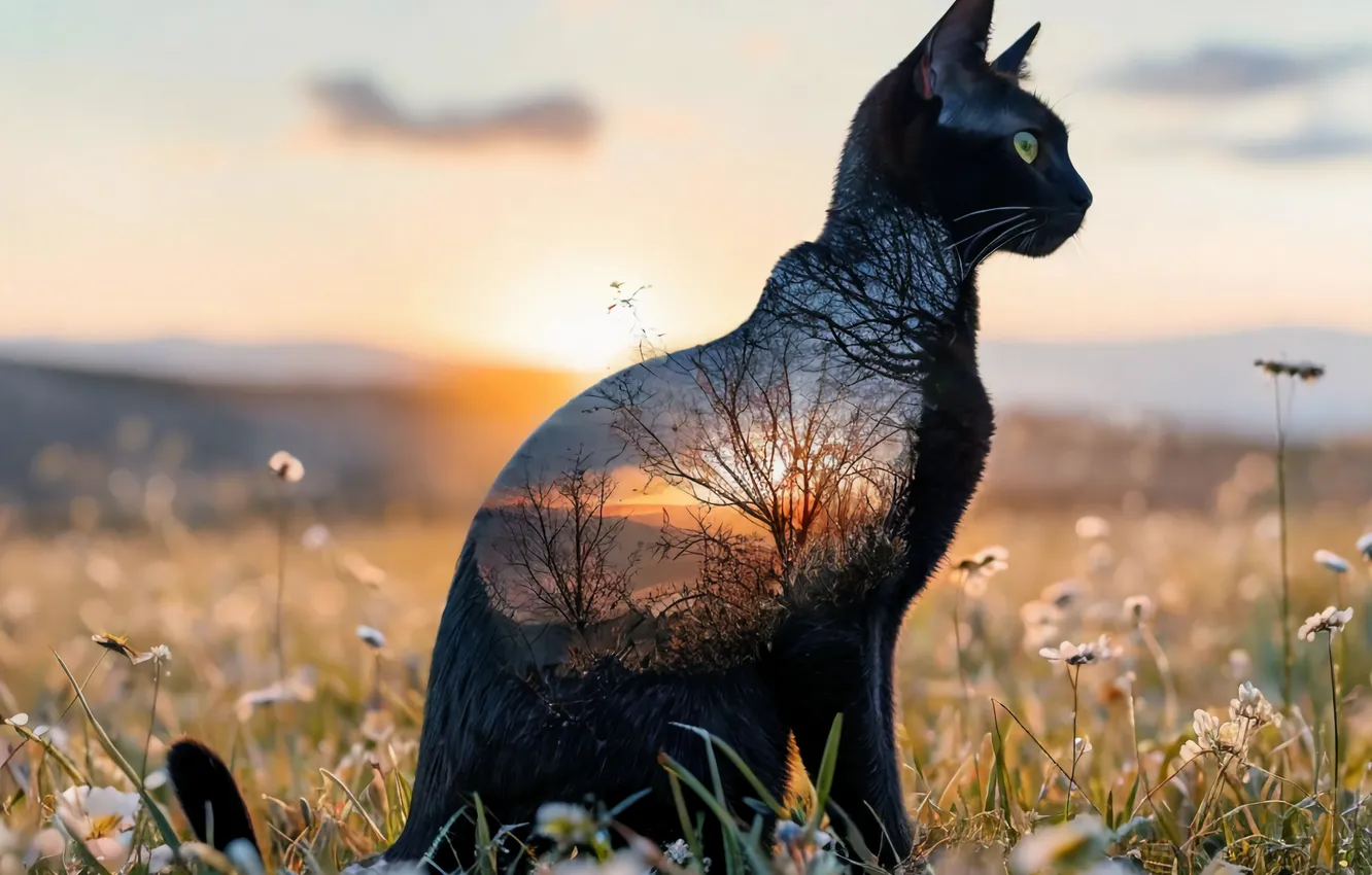 Photo wallpaper double exposure, cat