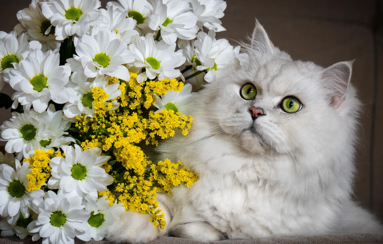 Photo wallpaper white, cat, holiday, fluffy, caity