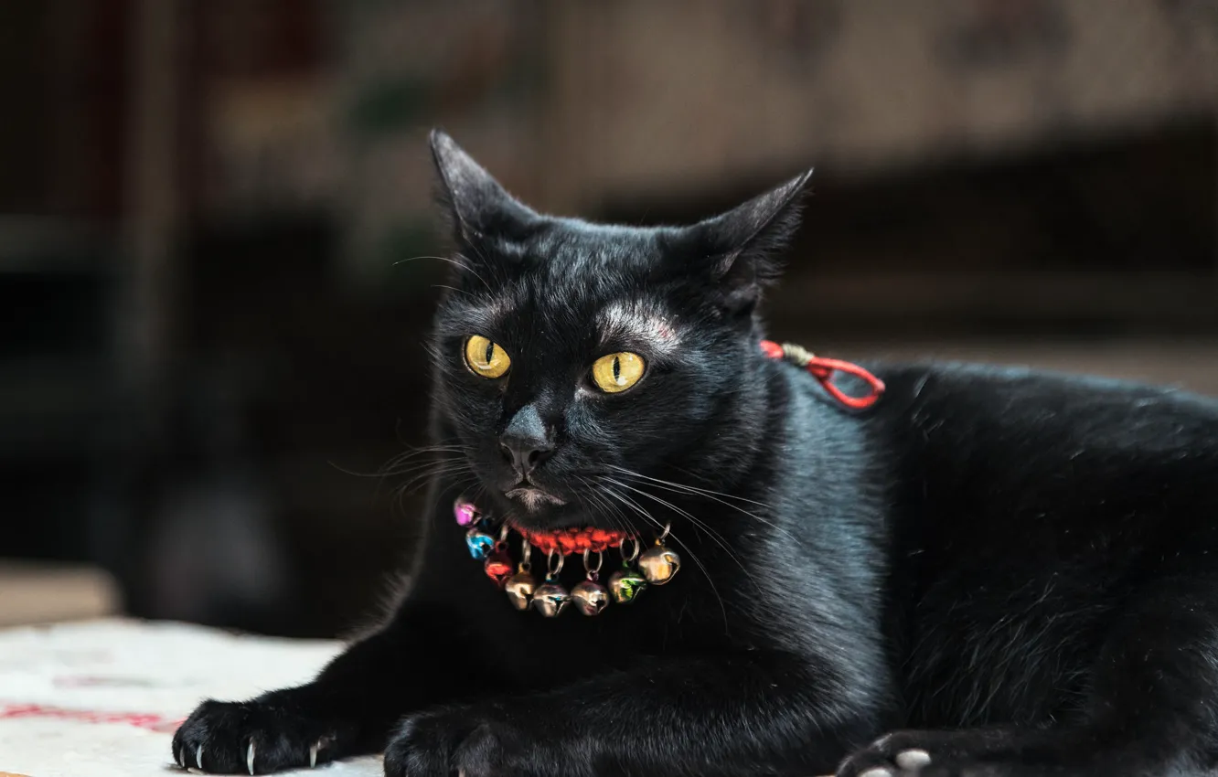 Photo wallpaper eyes, cat, black, claws