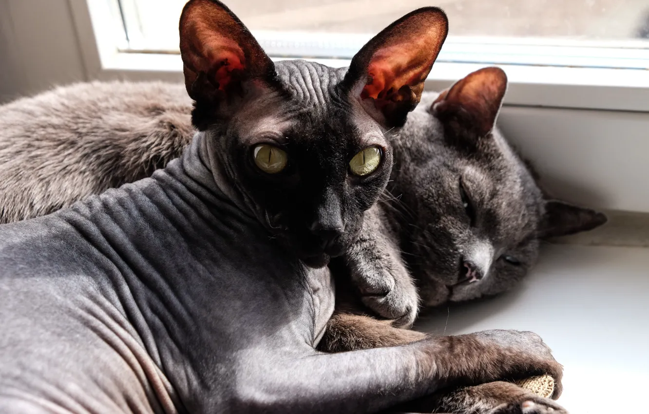 Photo wallpaper cat, cat, cat, Sphinx, cat, bald cat, sleeping cats, bald kitty