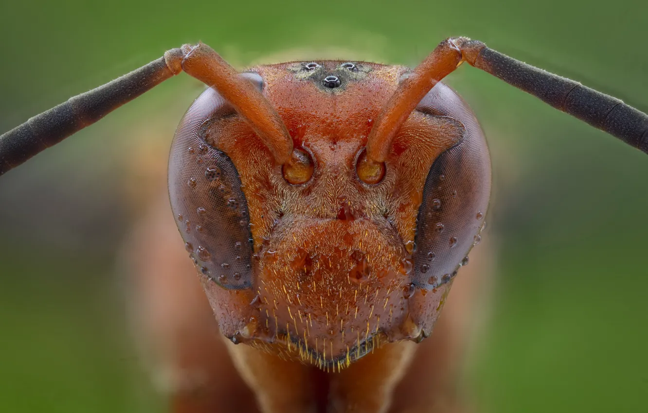 Photo wallpaper macro, nature, insect