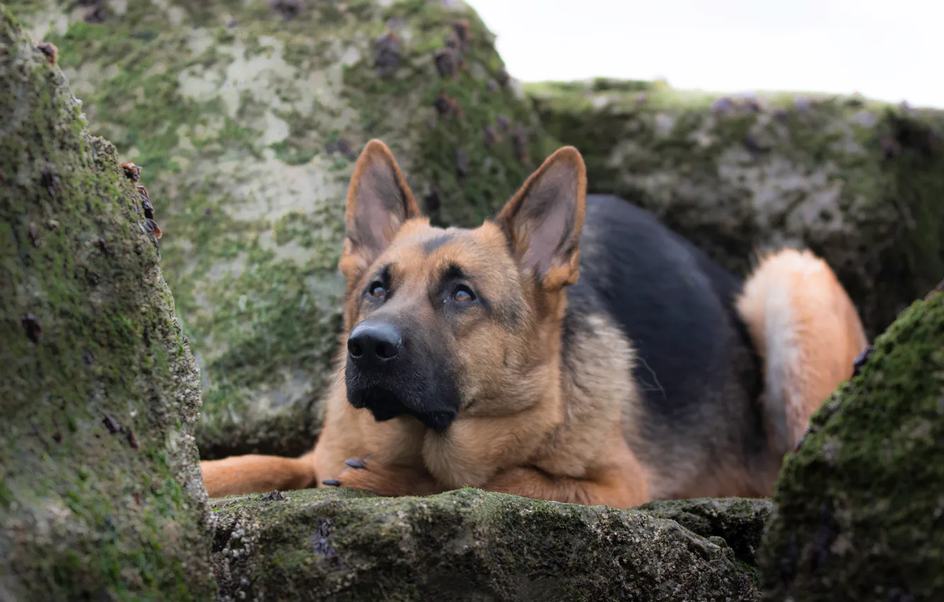 Photo wallpaper stones, dog, German shepherd