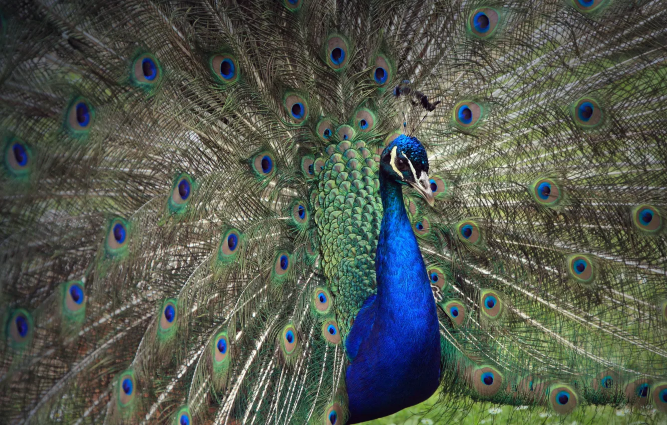Photo wallpaper bird, feathers, tail, peacock