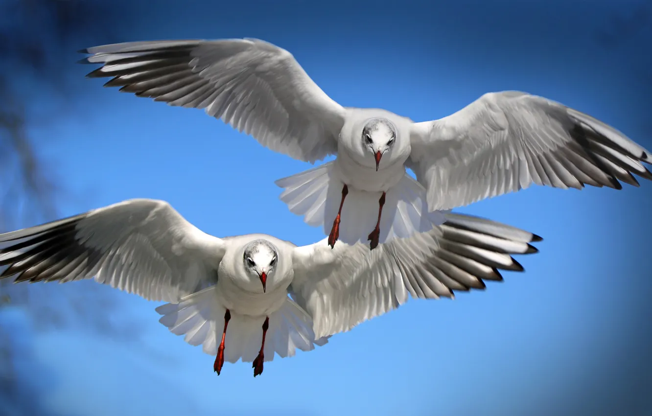 Photo wallpaper flight, bird, wings