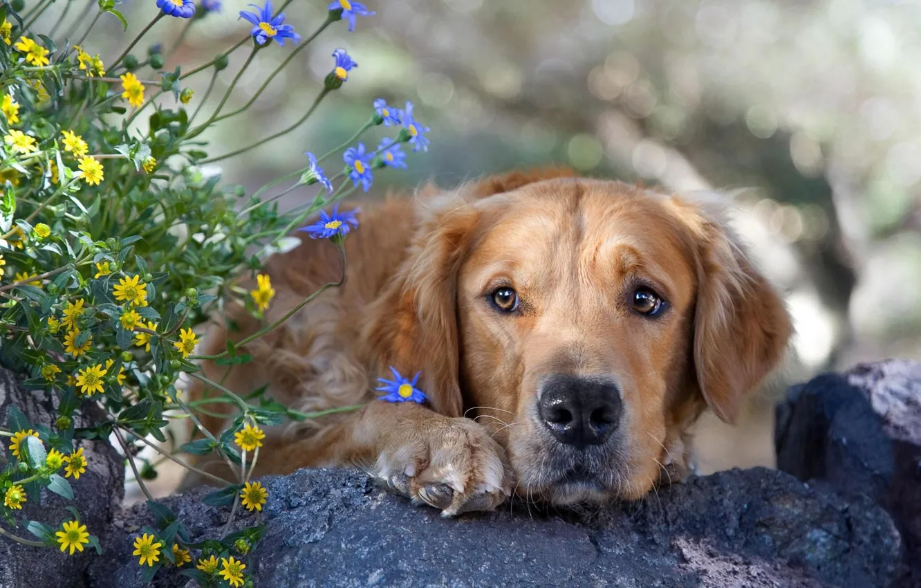 Photo wallpaper face, flowers, dog, Retriever