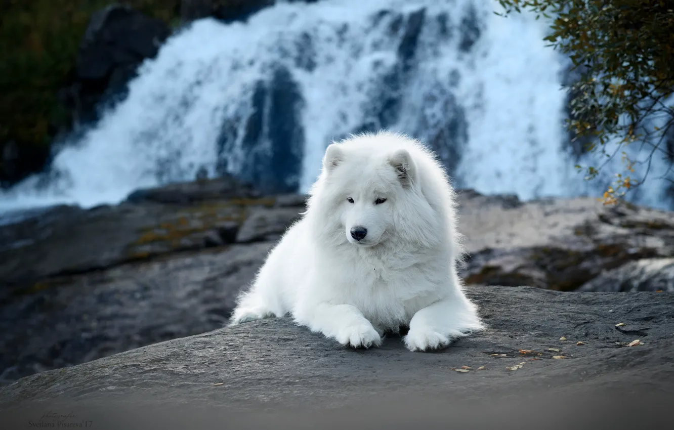 Photo wallpaper nature, waterfall, dog, Samoyed