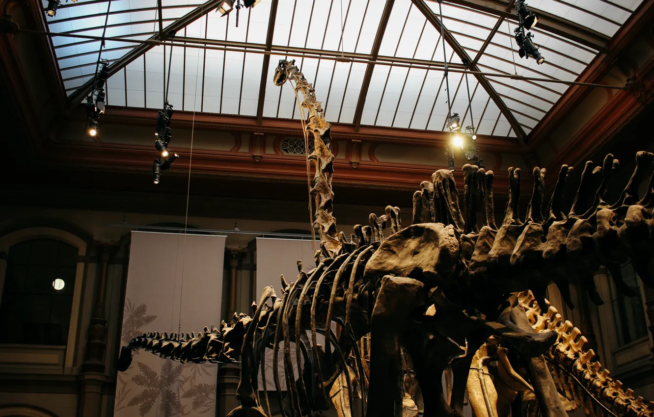 Photo wallpaper dinosaur, skeleton, Museum