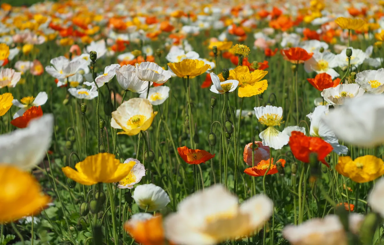 Photo wallpaper field, summer, flowers, orange, yellow, red, glade, Maki