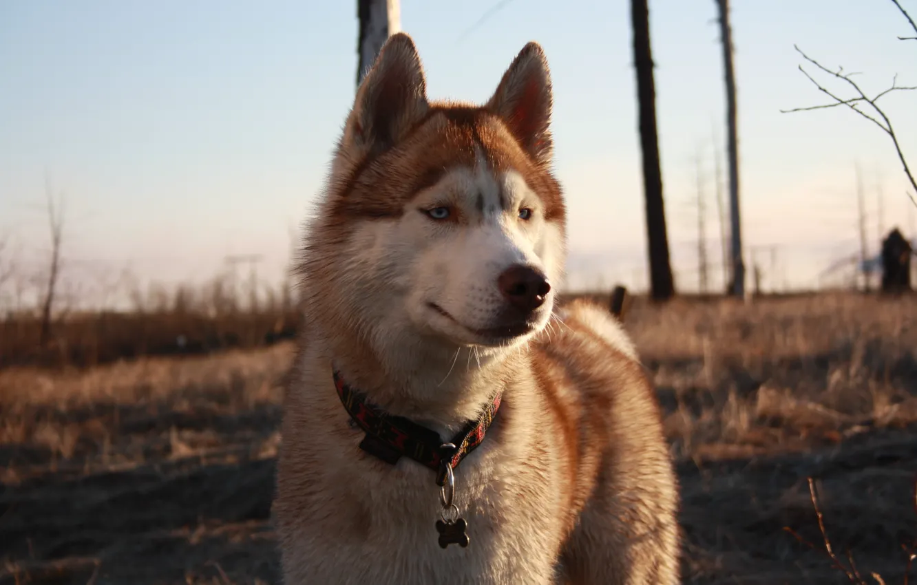 Photo wallpaper dogs, tundra, husky