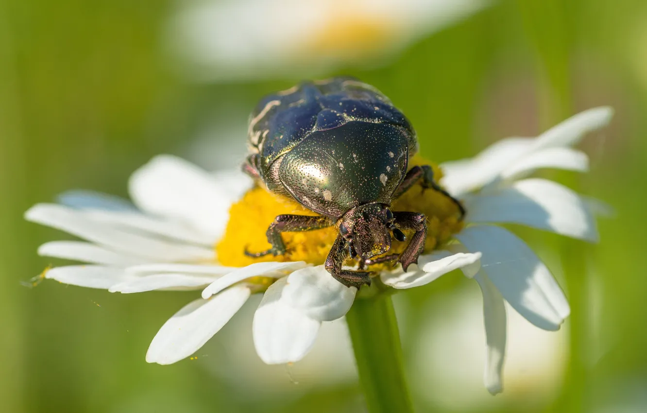 Photo wallpaper summer, macro, flowers, chamomile, beetle, petals, bokeh, brantovka