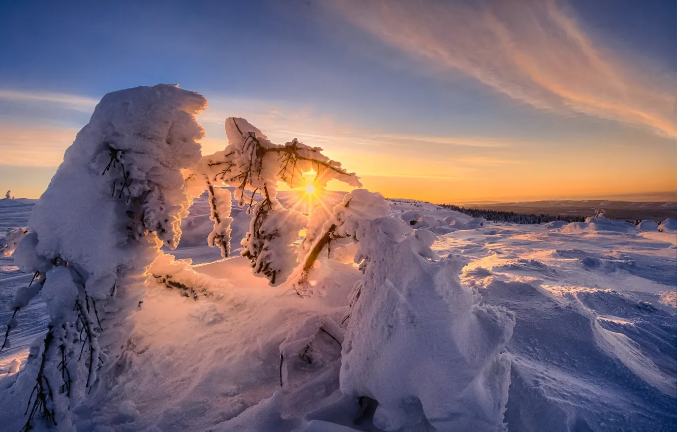 Photo wallpaper winter, snow, trees, sunset, nature