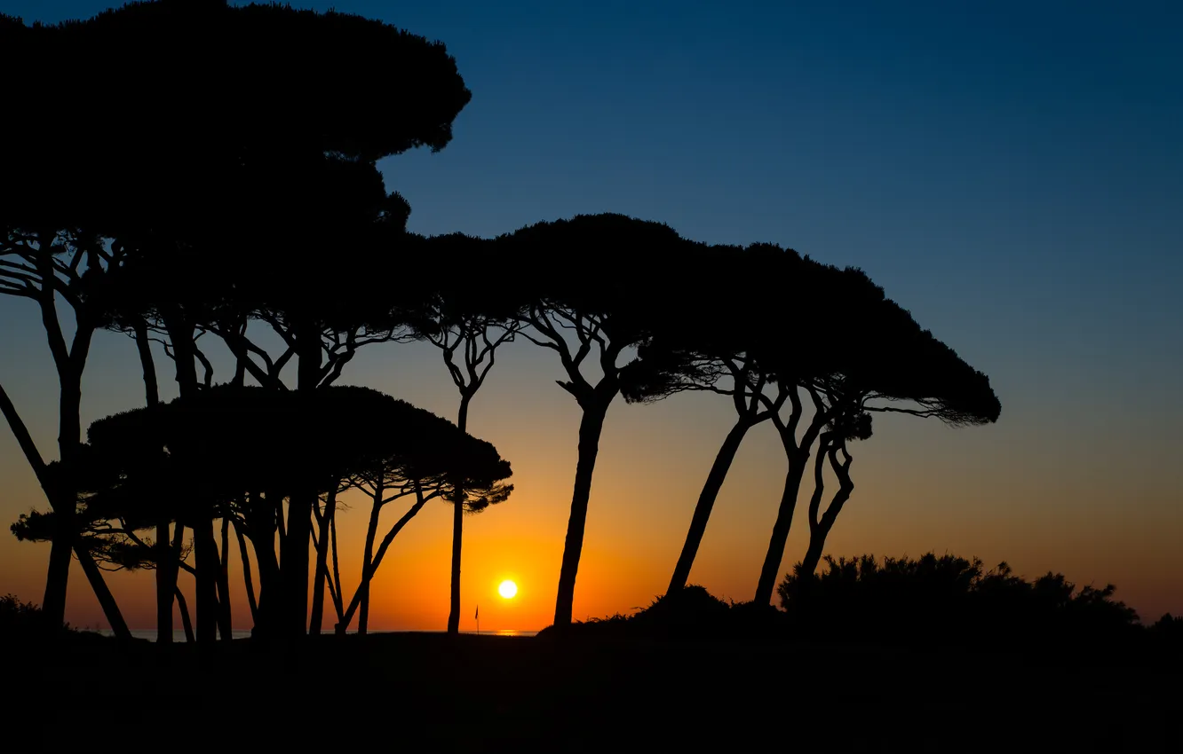 Photo wallpaper the sky, trees, landscape, sunset, silhouette