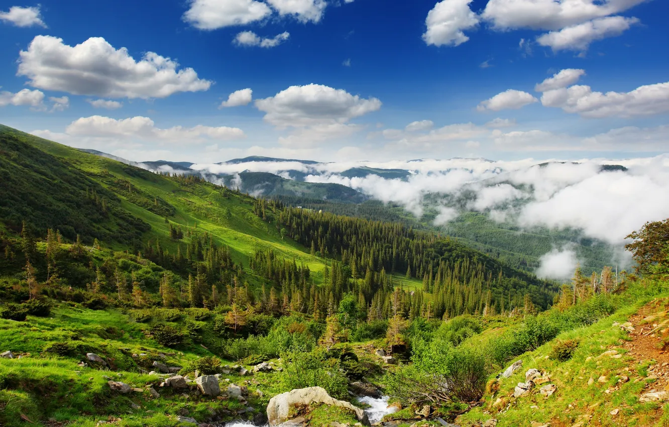 Photo wallpaper forest, clouds, hills, valley