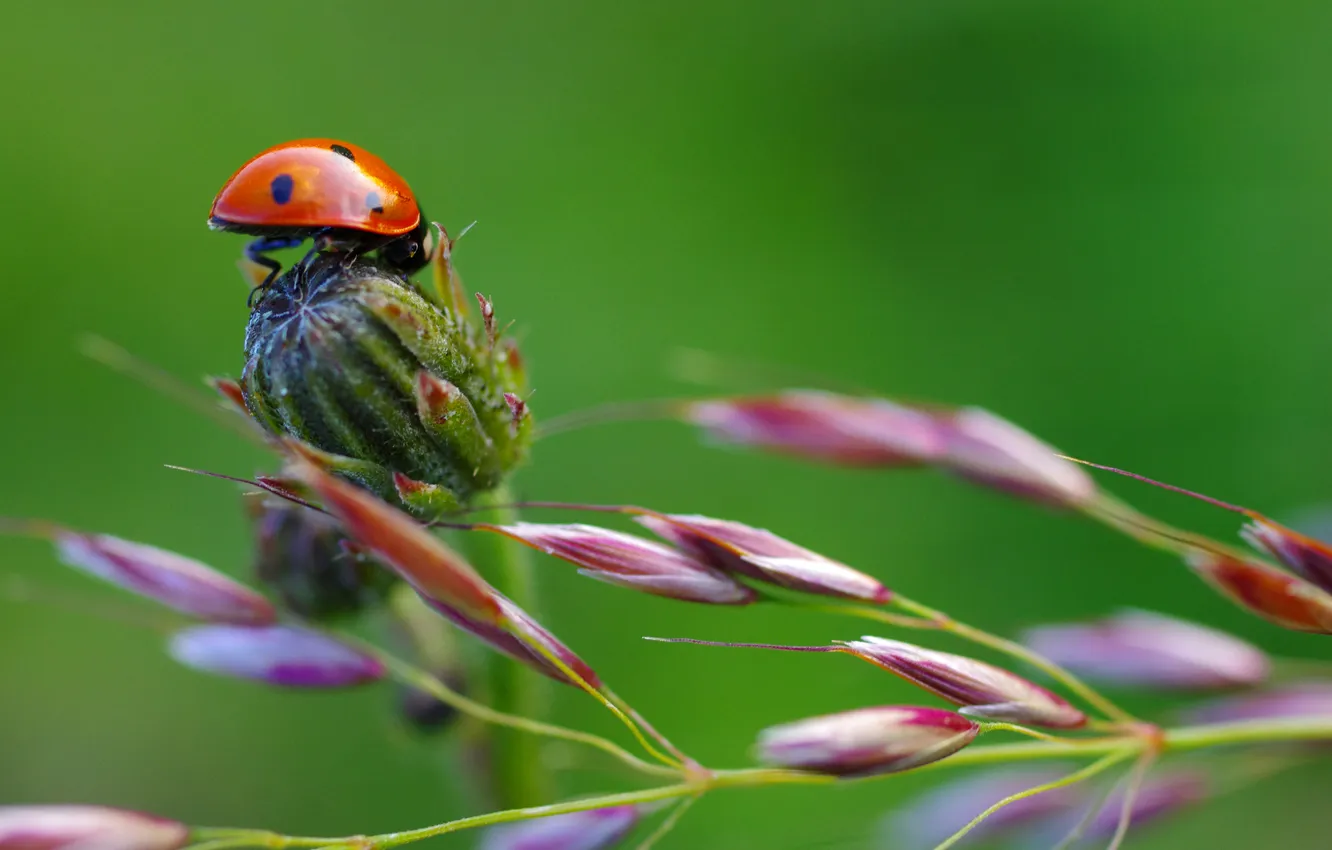 Photo wallpaper nature, plant, ladybug, stem, insect