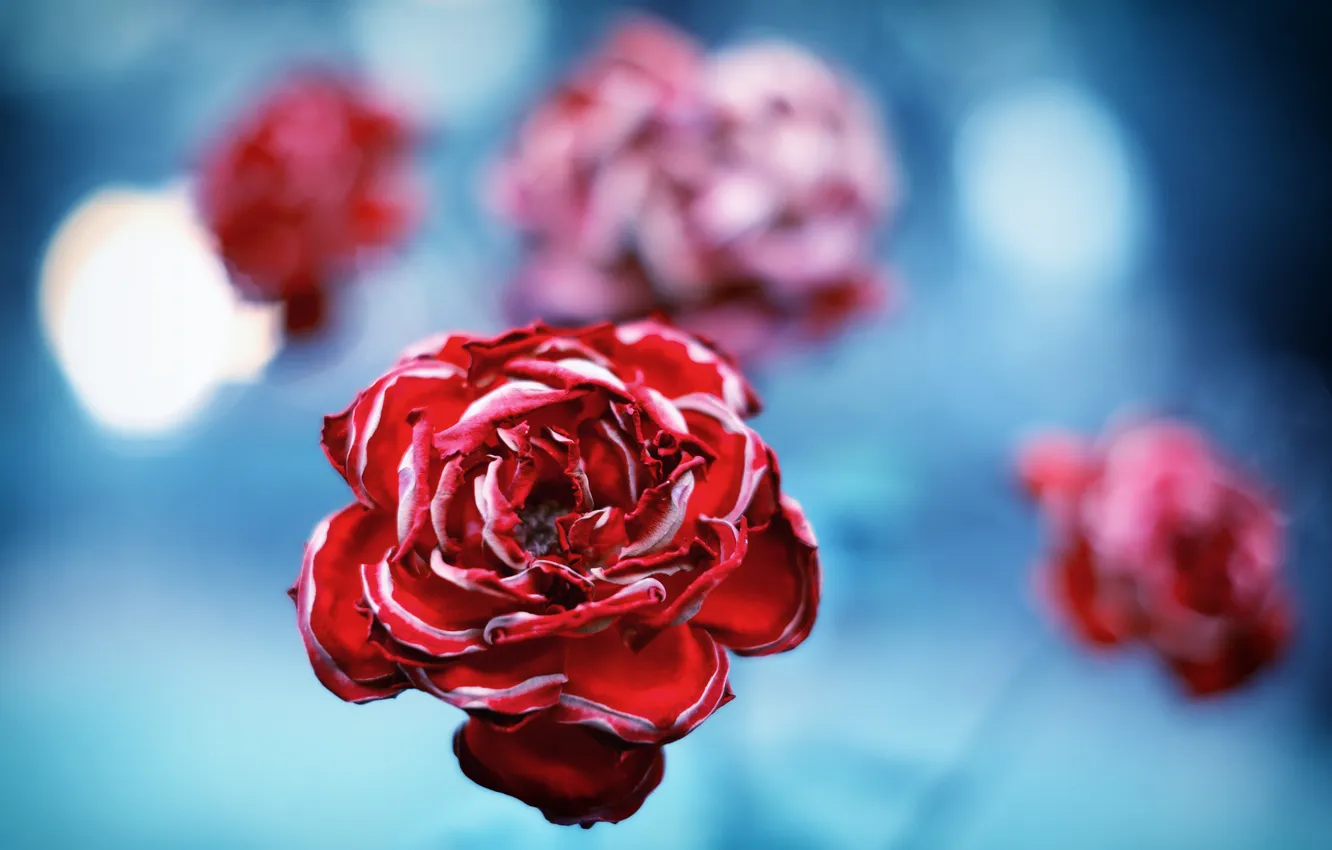Photo wallpaper flowers, roses, petals