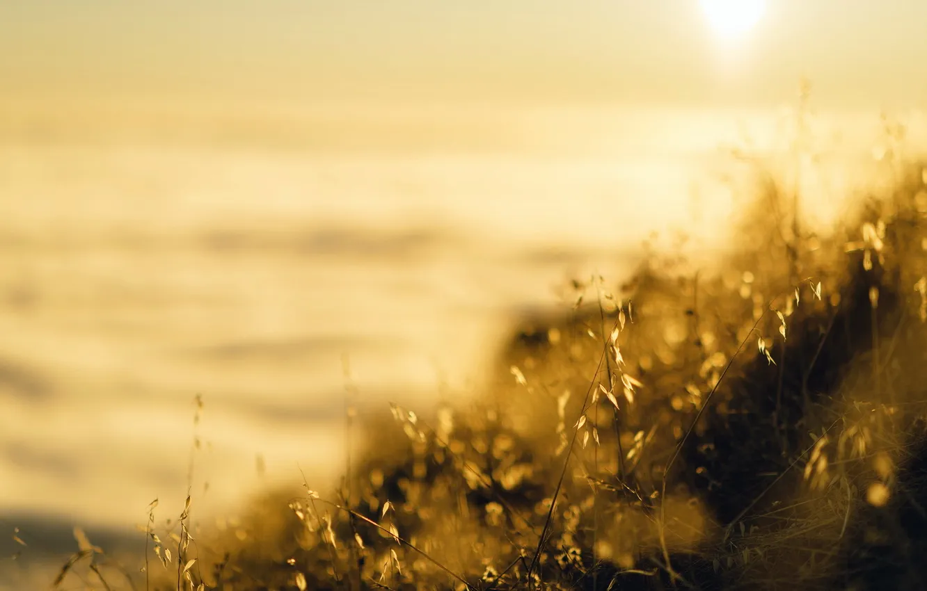 Photo wallpaper summer, grass, macro, light, nature, fog