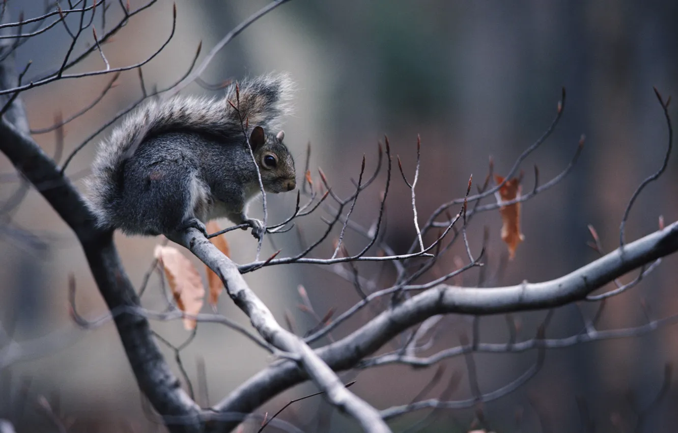 Photo wallpaper autumn, branches, protein