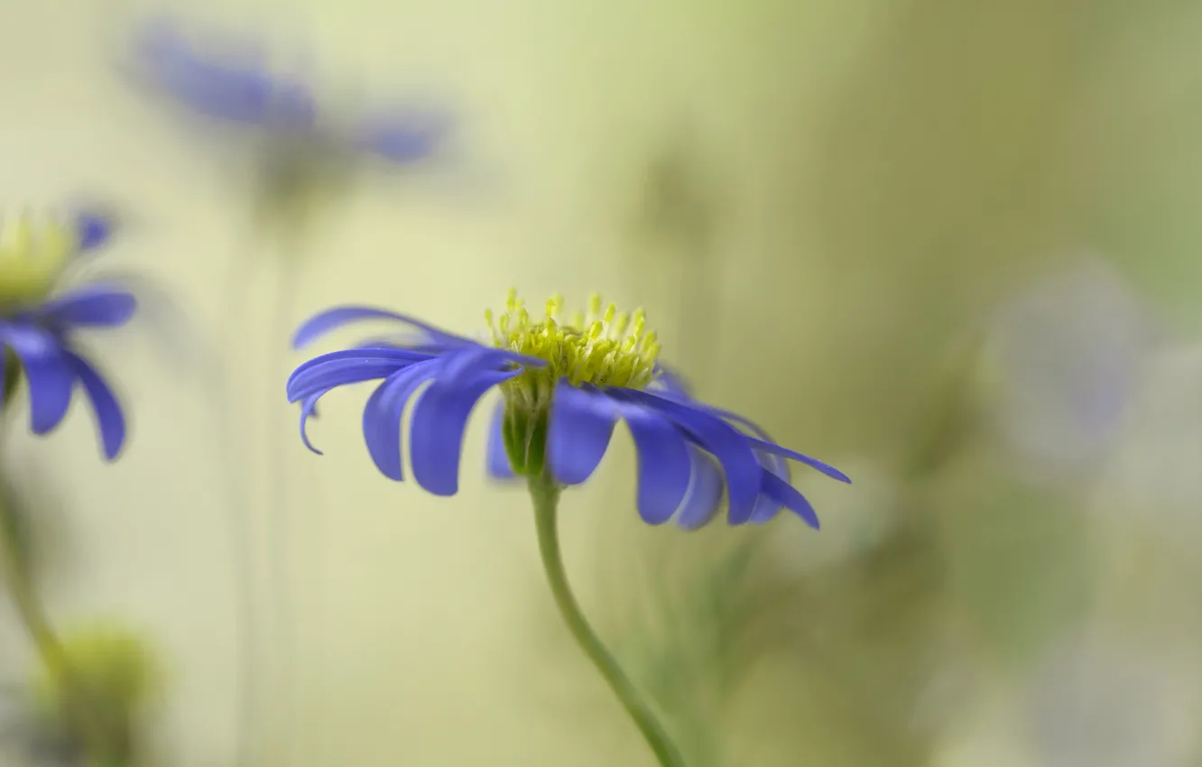 Photo wallpaper flowers, background, blur, lilac