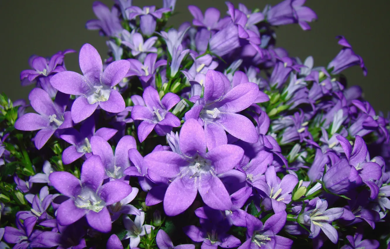 Photo wallpaper purple, leaves, macro, flowers, lilac, pollen, petals, stamens