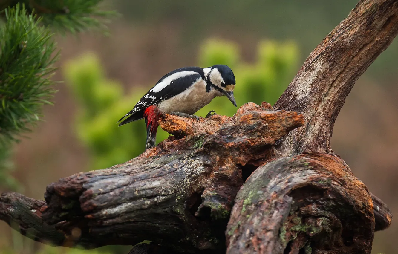 Photo wallpaper bird, woodpecker, snag