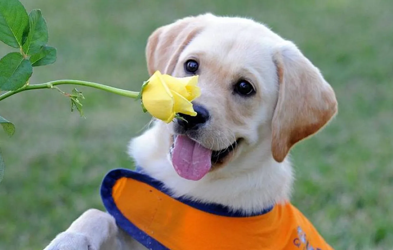 Photo wallpaper flower, rose, dog, flower, dog rose