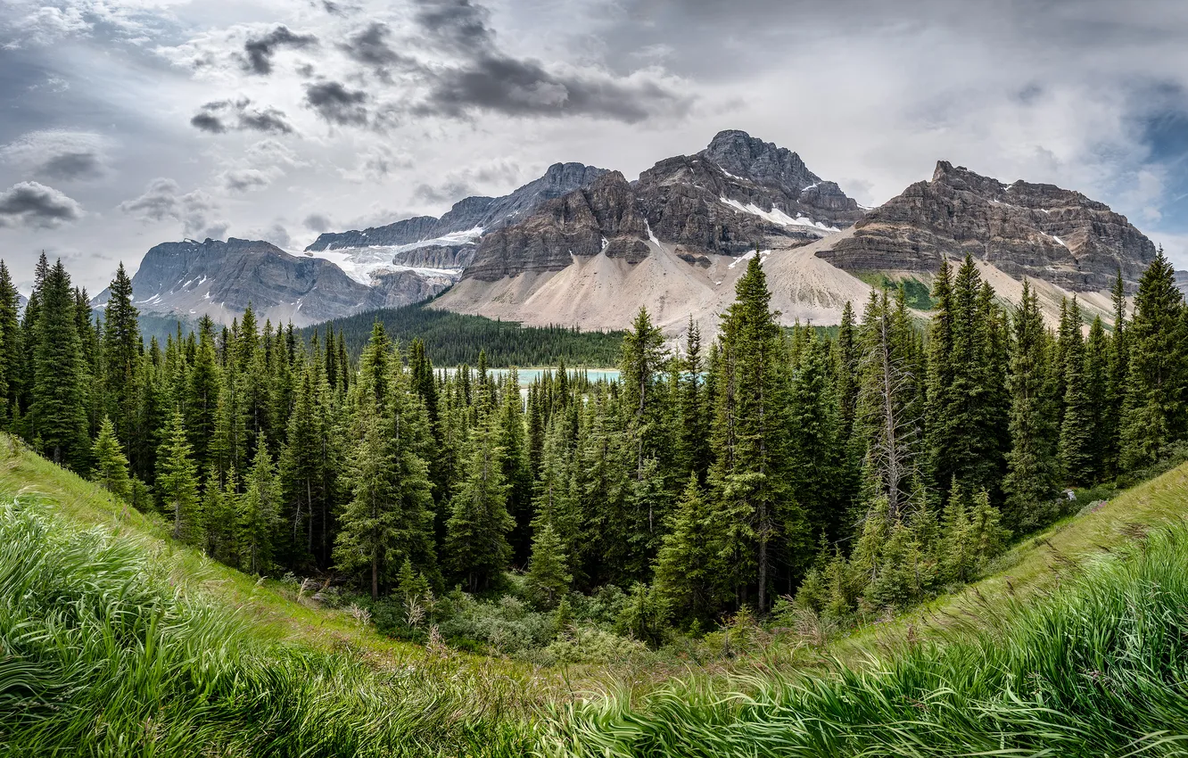 Photo wallpaper forest, grass, clouds, mountains, ate, slopes
