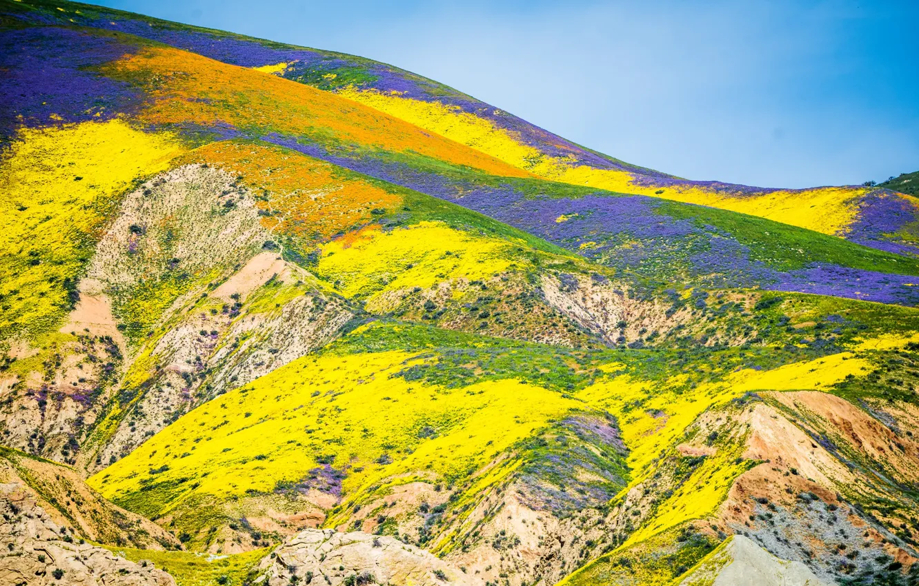 Photo wallpaper Flowers, Nature, Mountains, Landscape, Flowering