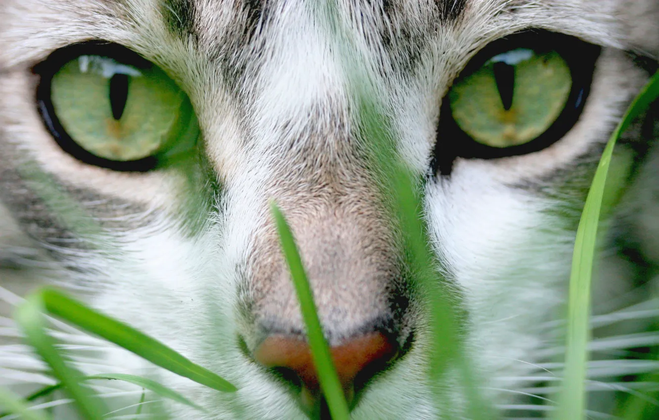 Photo wallpaper cat, grass, eyes, face, green