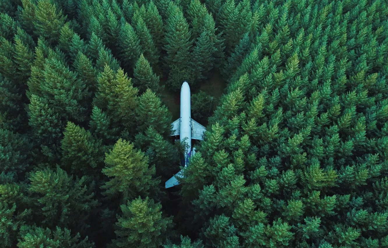 Photo wallpaper greens, forest, trees, the plane