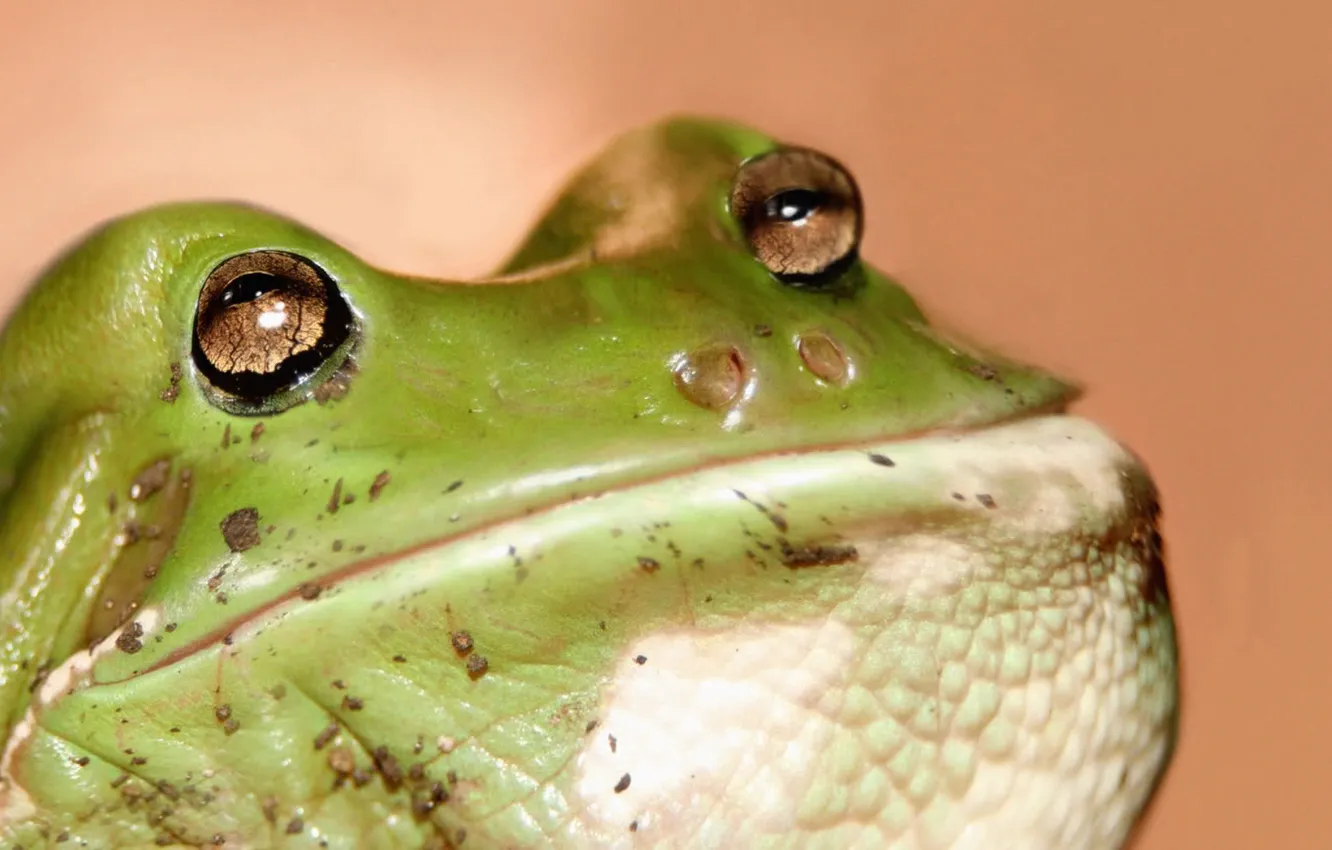 Photo wallpaper frog, Pucelik, mouth-bag