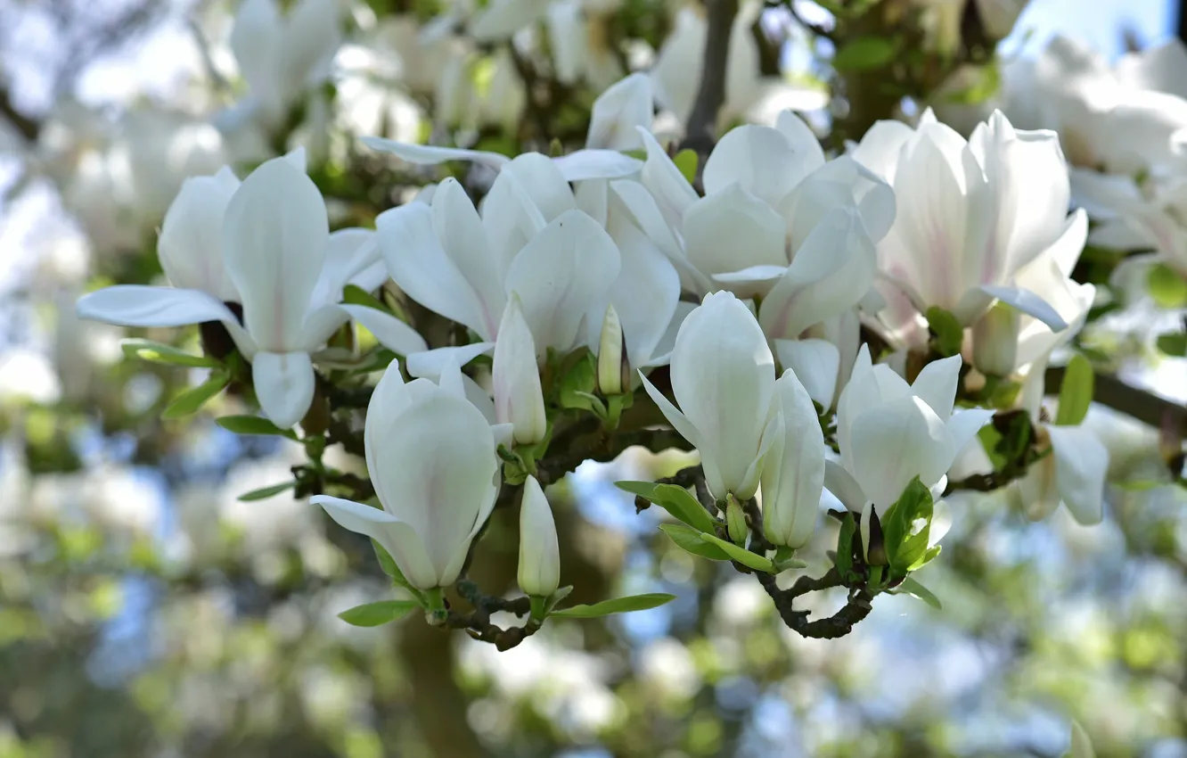 Photo wallpaper spring, white, Magnolia