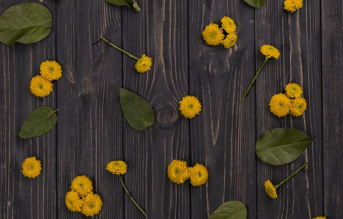 Photo wallpaper leaves, flowers, yellow, Daisy