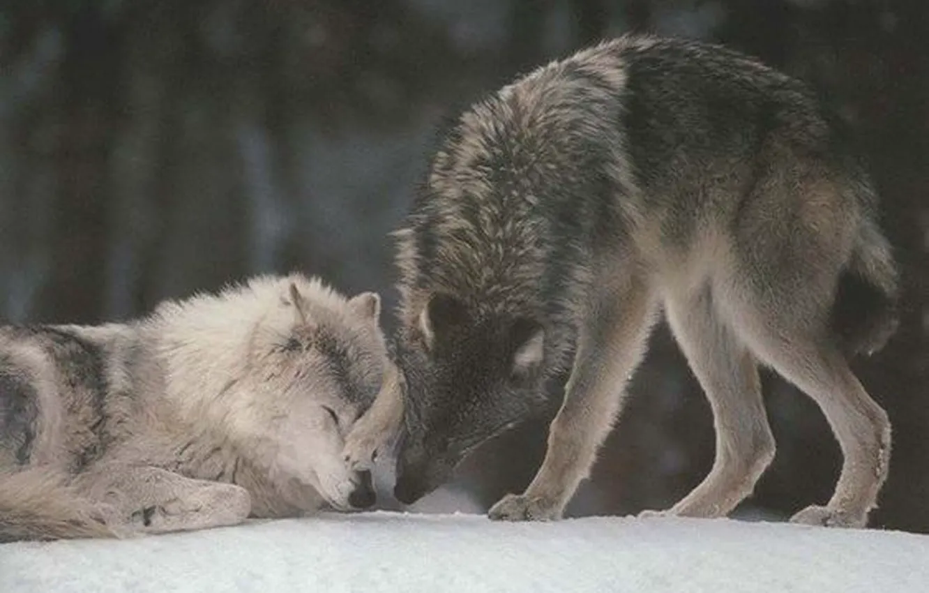 Photo wallpaper Predator, nature, animal, wolf, wildlife, portrait, portrait., Canis lupus. face