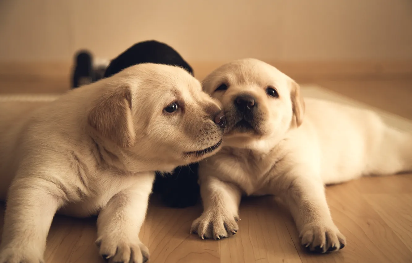 Photo wallpaper photographer, floor, photography, photographer, Nikita Shvedov, Nikita Shvedov