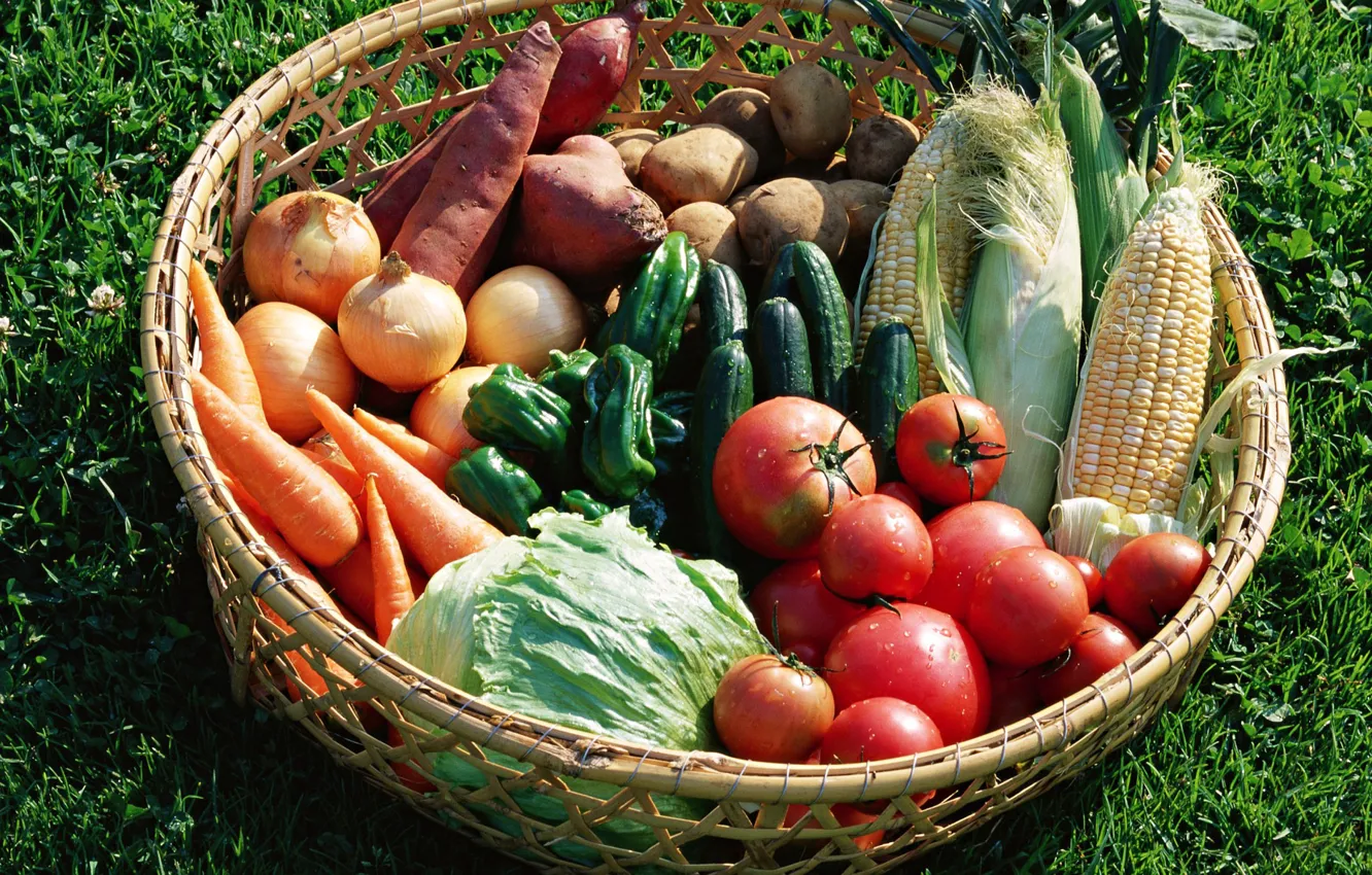 Photo wallpaper basket, corn, bow, pepper, vegetables, tomatoes, carrots, cabbage