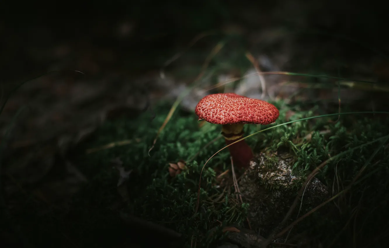 Photo wallpaper forest, summer, nature, mushrooms, plant
