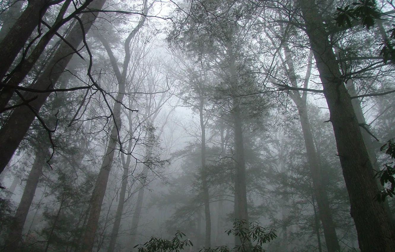 Photo wallpaper forest, trees, nature, fog, USA, Great Smoky Mountains National Park, Porters Creek, Greenbrier Cove