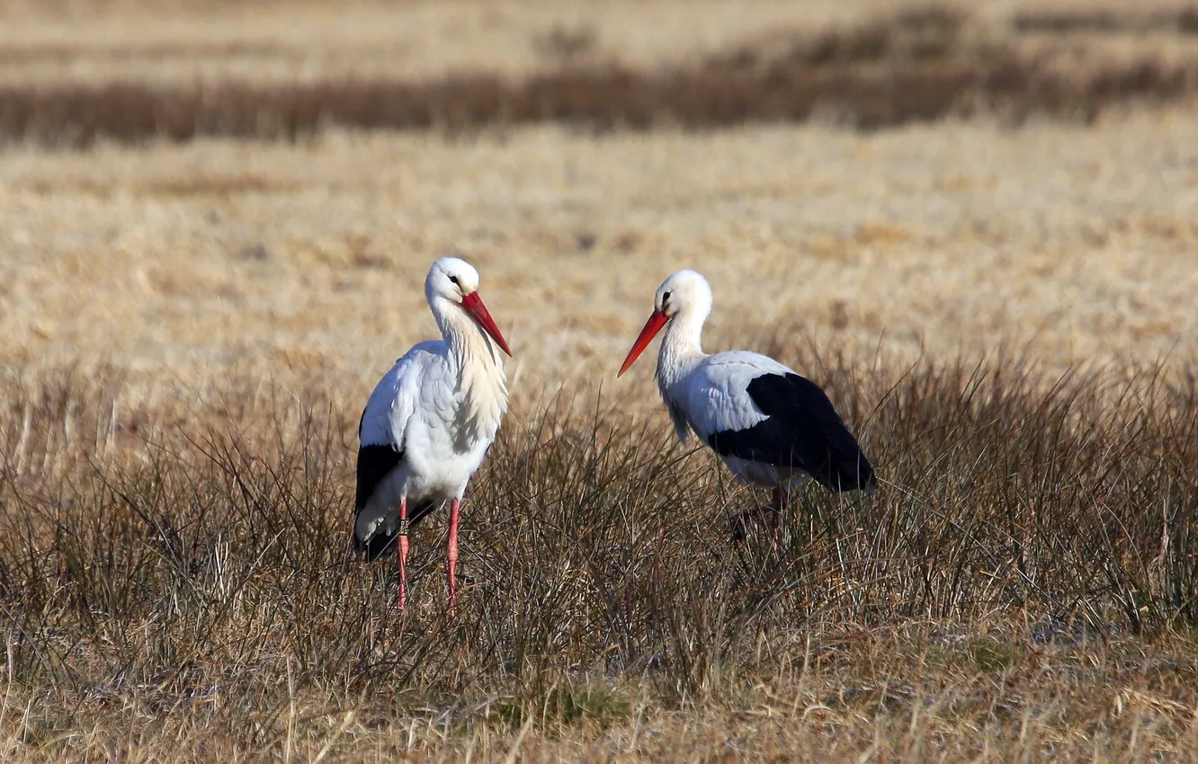 Photo wallpaper nature, bird, stork