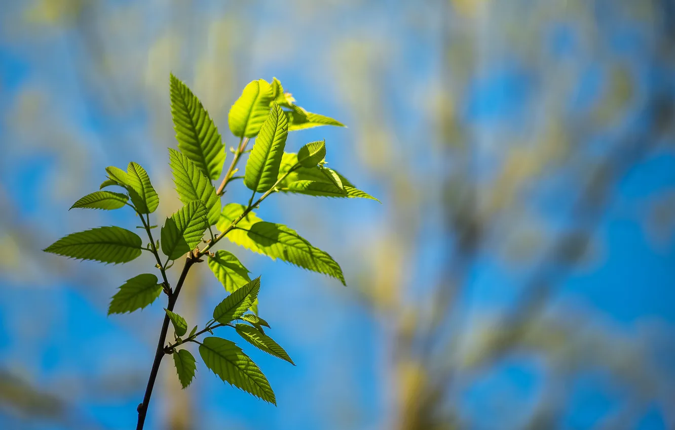 Photo wallpaper branches, leaf, bokeh