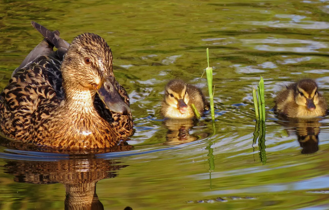 Photo wallpaper water, duck, duck