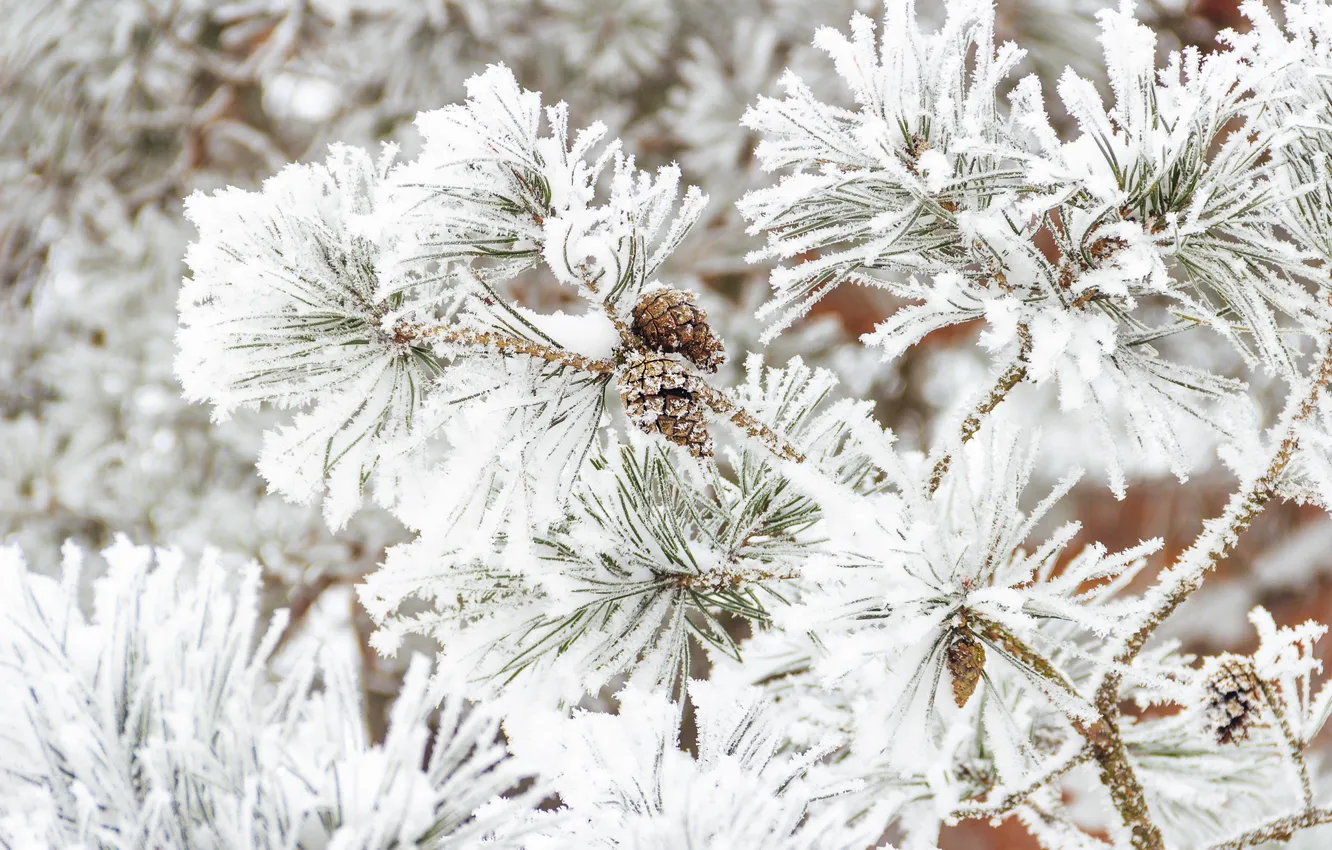 Photo wallpaper winter, frost, snow, trees, needles, branches, nature, in the snow