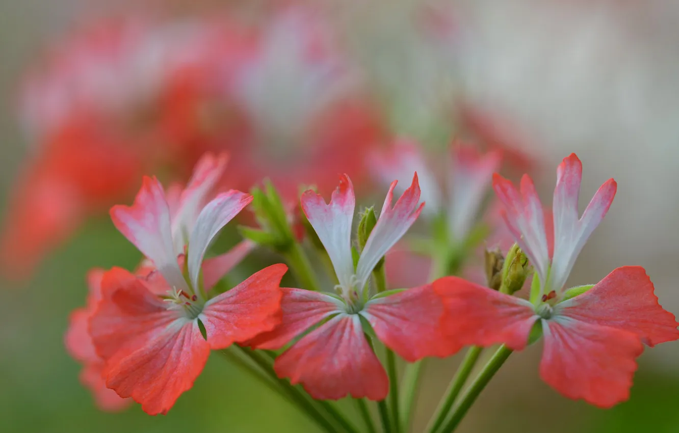 Photo wallpaper flowers, nature, petals, inflorescence