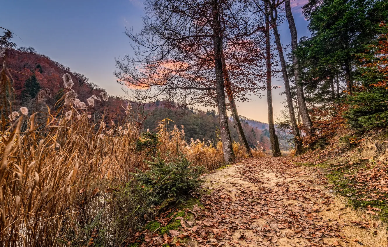 Photo wallpaper road, autumn, river