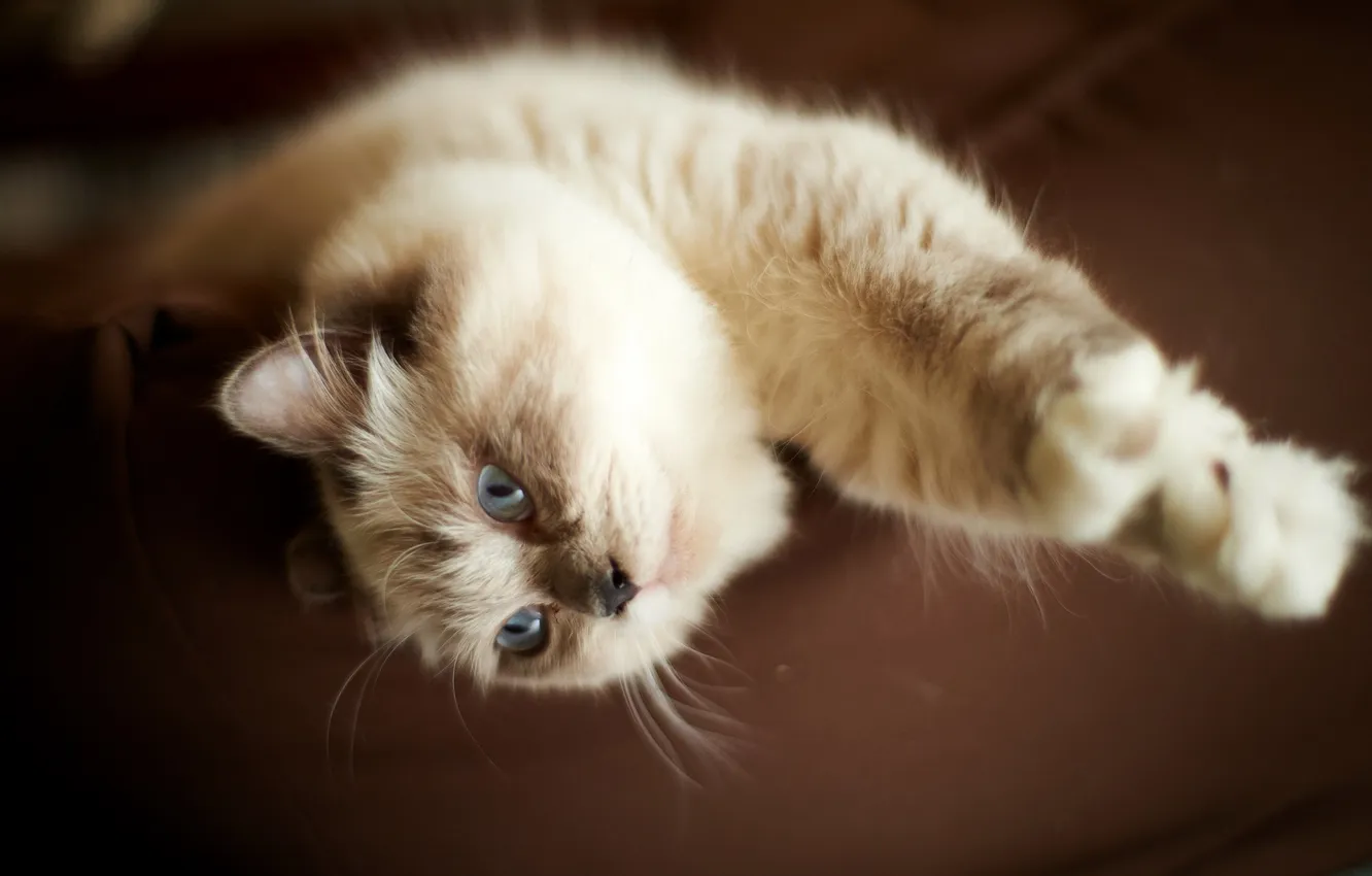 Photo wallpaper cat, look, home