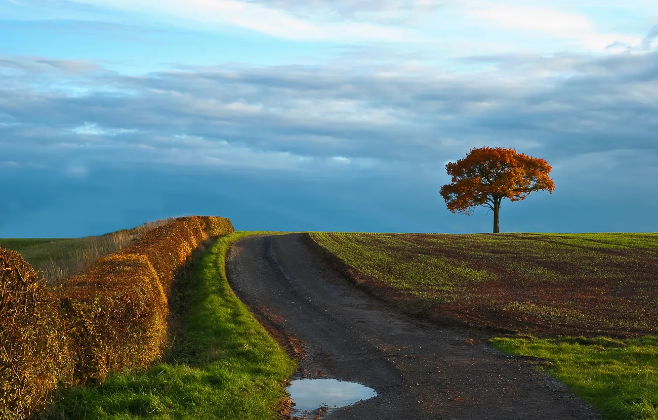 Photo wallpaper road, field, autumn, tree, Nature
