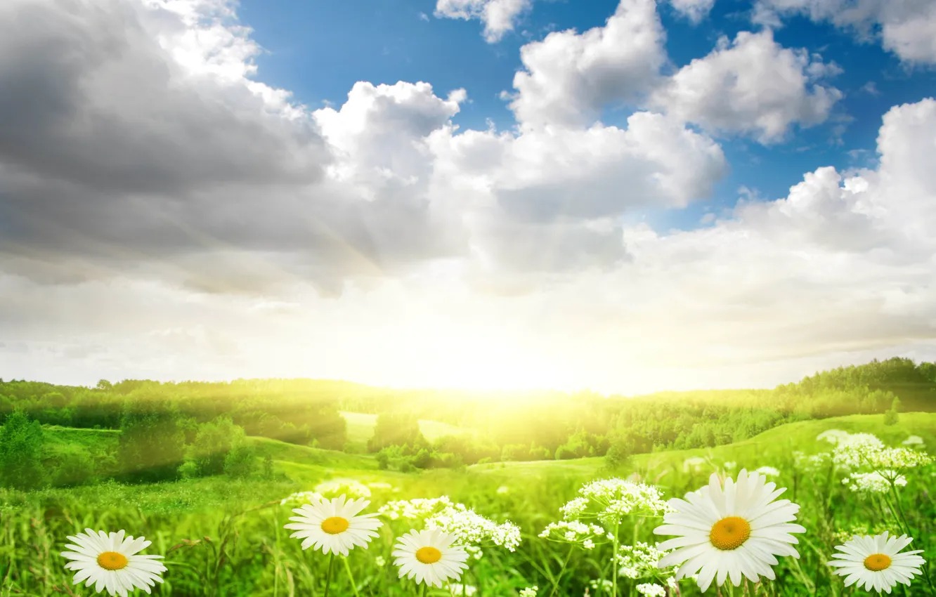 Photo wallpaper field, the sky, grass, the sun, clouds, light, landscape, flowers