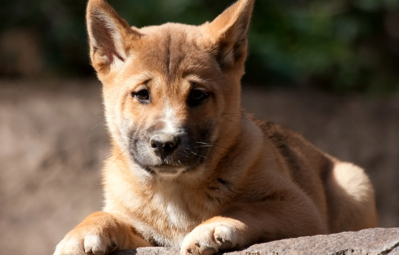 Photo wallpaper puppy, Dingo, Wild dog