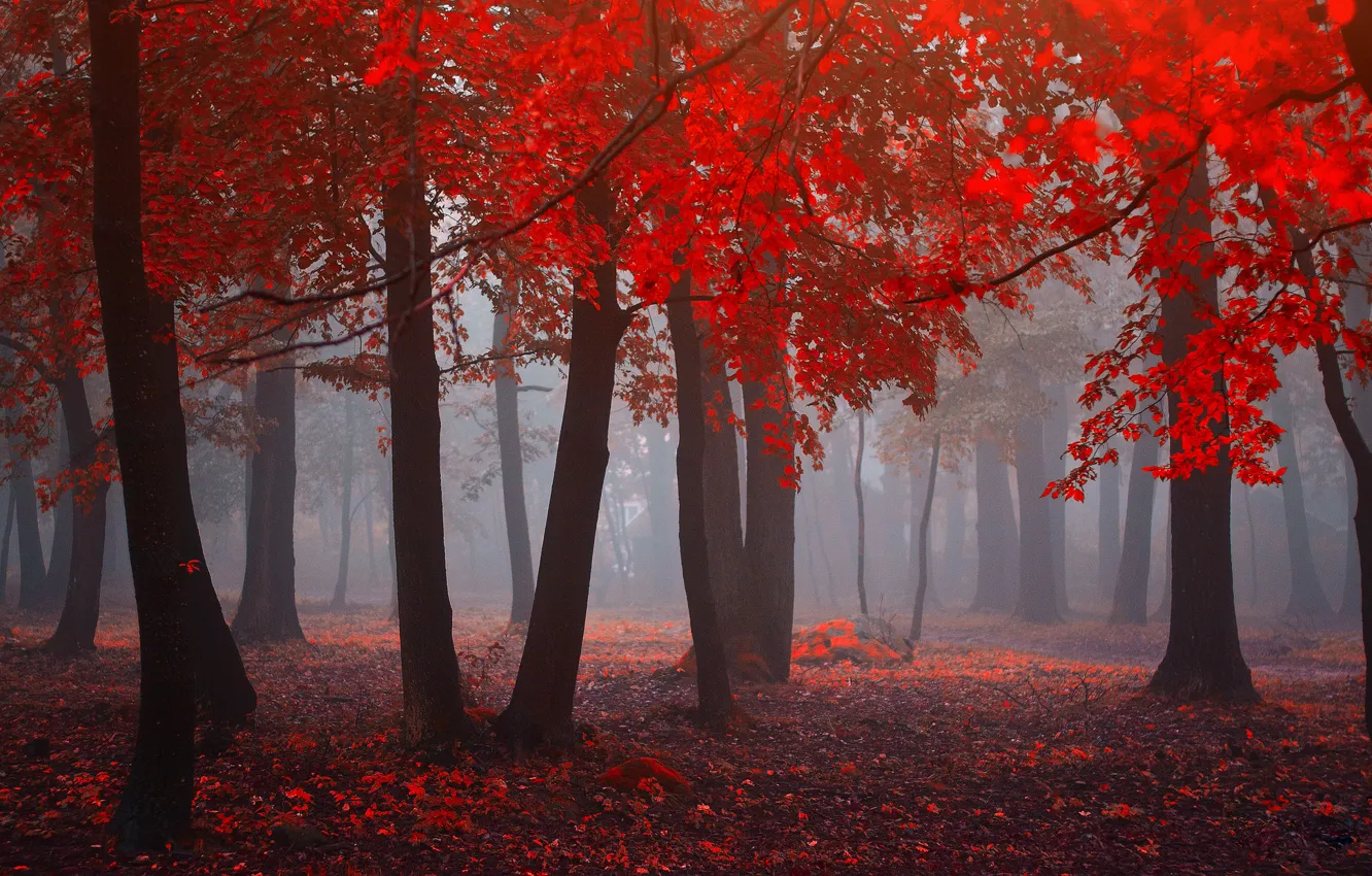 Photo wallpaper forest, leaves, fog, forest, leaves, fog, Red forest, red forest