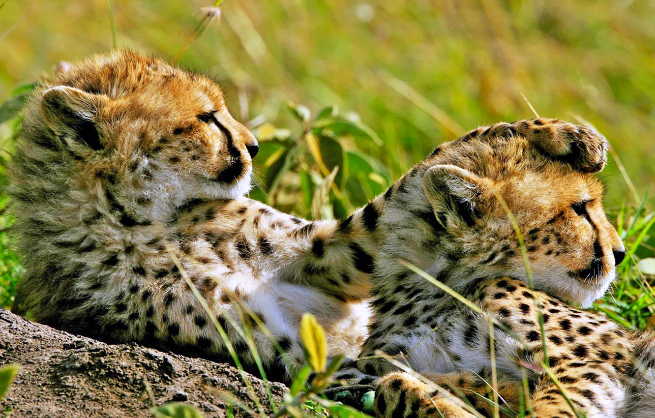 Photo wallpaper stay, observation, Cheetahs